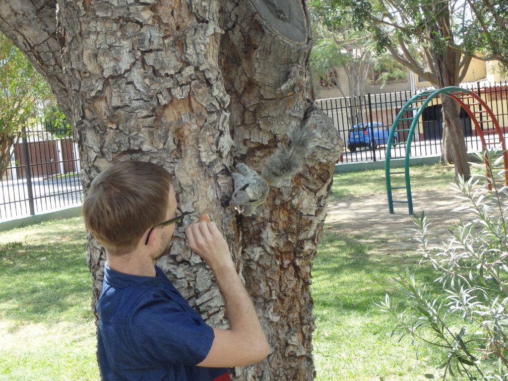 Daniel - dansk volontär i Piura - bekantar sig med en ekorre.